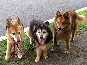 Janet Pfeiffer's rescued dogs